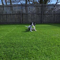 An autumn leaf on an artificial lawn